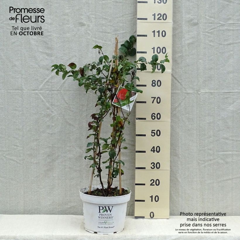 Spécimen de Cognassier du Japon Orange Storm - Chaenomeles speciosa Pot de 7,5L/10L tel que livré en automne