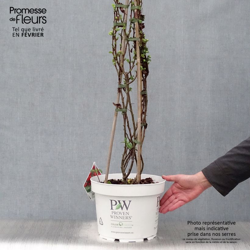 Spécimen de Cognassier du Japon Orange Storm - Chaenomeles speciosa Pot de 7,5L/10L tel que livré en hiver