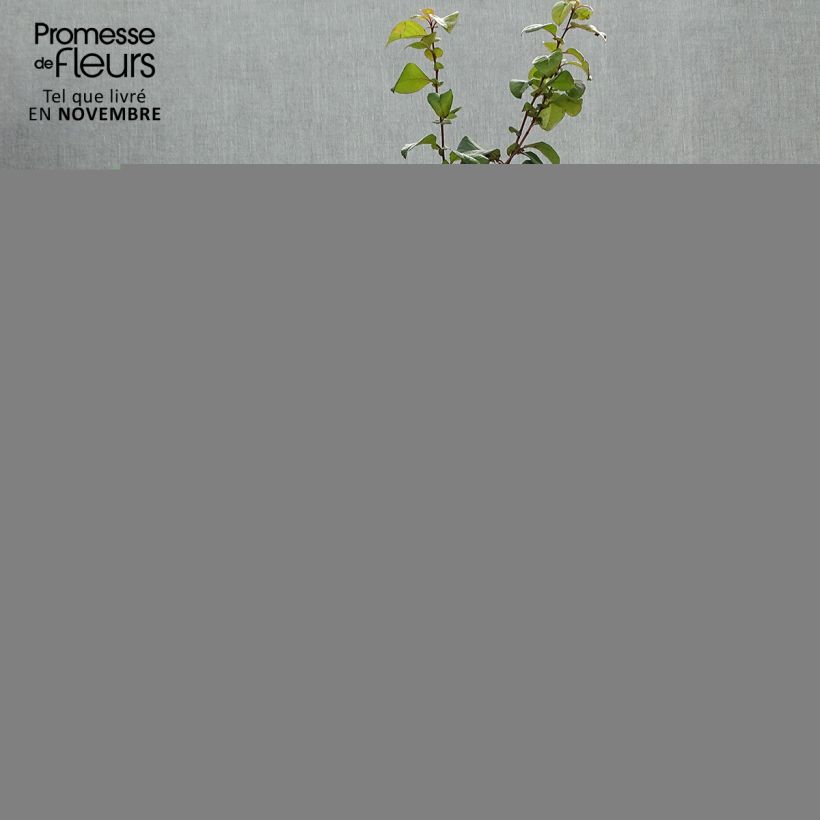 Spécimen de Cognassier du Japon Orange Storm - Chaenomeles speciosa Pot de 2L/3L tel que livré en automne