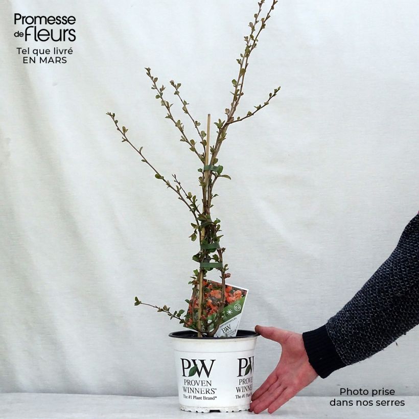 Spécimen de Cognassier du Japon Orange Storm - Chaenomeles speciosa Pot de 2L/3L tel que livré en hiver
