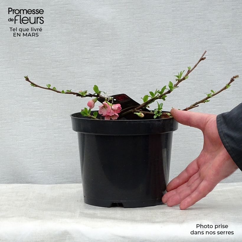 Spécimen de Cognassier du Japon Pink Lady - Chaenomeles superba  Pot de 2L/3L tel que livré au printemps