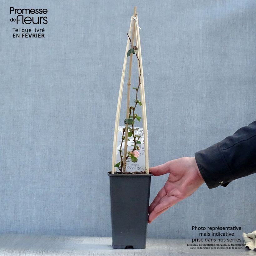 Spécimen de Cognassier du Japon Pink Lady - Chaenomeles superba  Pot de 2L/3L tel que livré en hiver