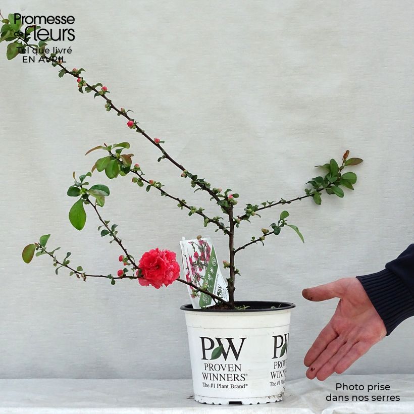 Spécimen de Cognassier du Japon Pink Storm - Chaenomeles speciosa  Pot de 2L/3L tel que livré au printemps