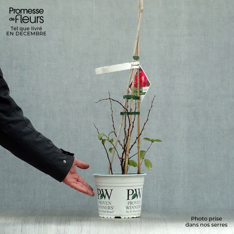 Spécimen de Cognassier du Japon Pink Storm - Chaenomeles speciosa  Pot de 2L/3L tel que livré en hiver