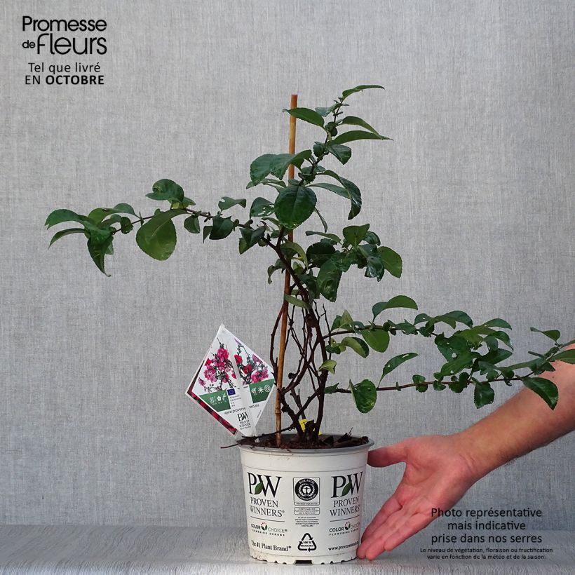 Spécimen de Cognassier du Japon Pink Storm - Chaenomeles speciosa  Pot de 2L/3L tel que livré en automne