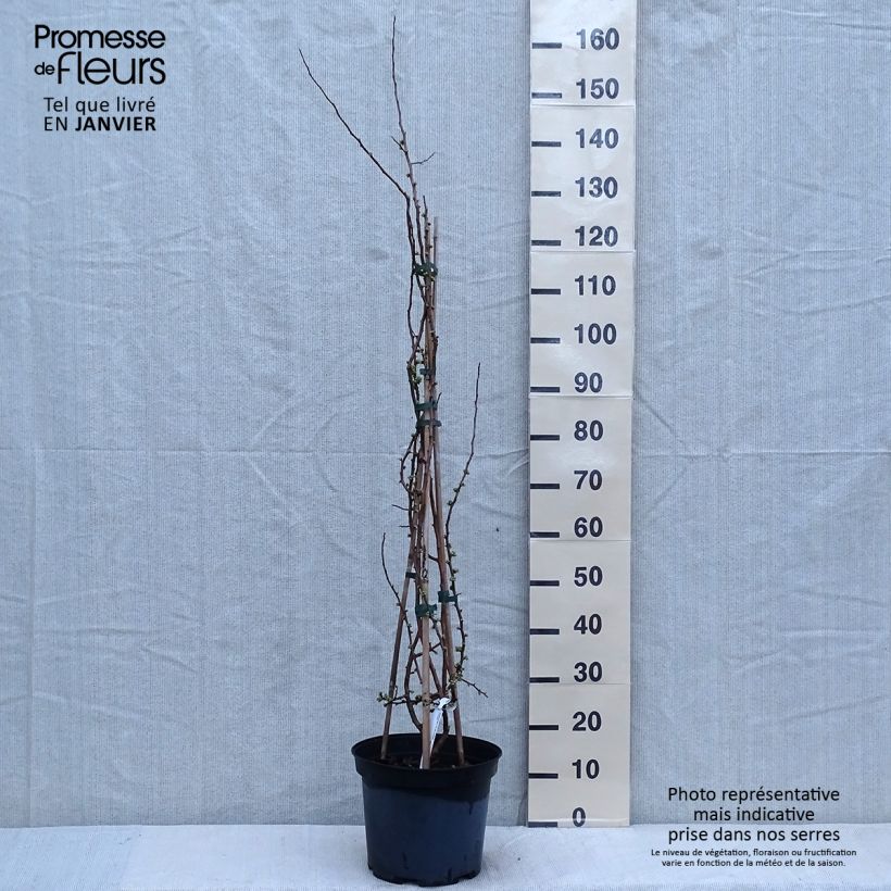 Spécimen de Cognassier du Japon Rubra - Chaenomeles speciosa Pot de 7,5L/10L tel que livré en hiver