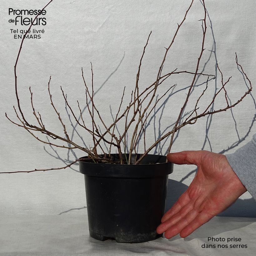 Spécimen de Cognassier du Japon Sargentii - Chaenomeles japonica Pot de 3L/4L tel que livré au printemps