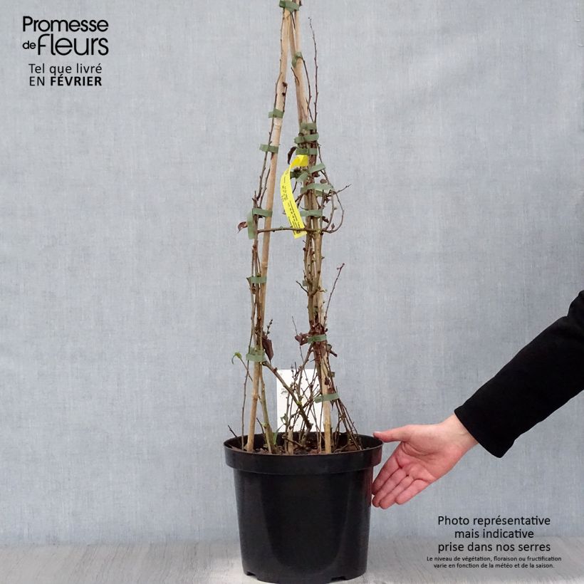 Spécimen de Cognassier du Japon Yukigoten  - Chaenomeles speciosa Pot de 7,5L/10L tel que livré en hiver