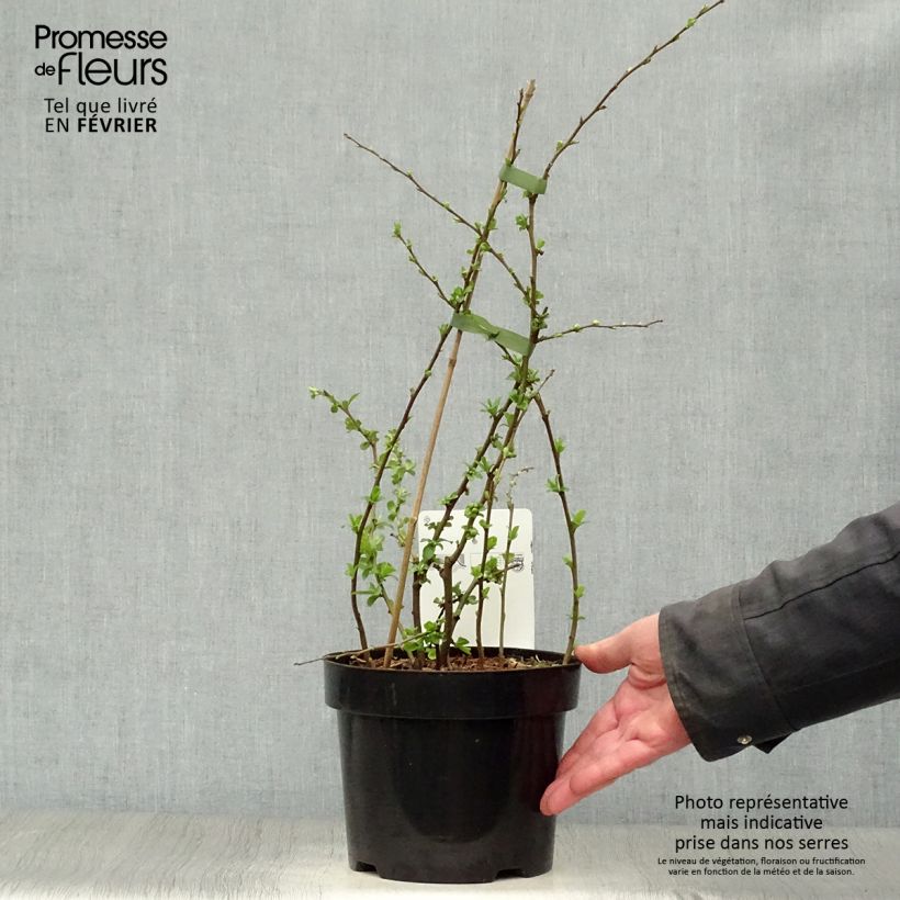 Spécimen de Cognassier du Japon Yukigoten  - Chaenomeles speciosa Pot de 3L/4L tel que livré en hiver