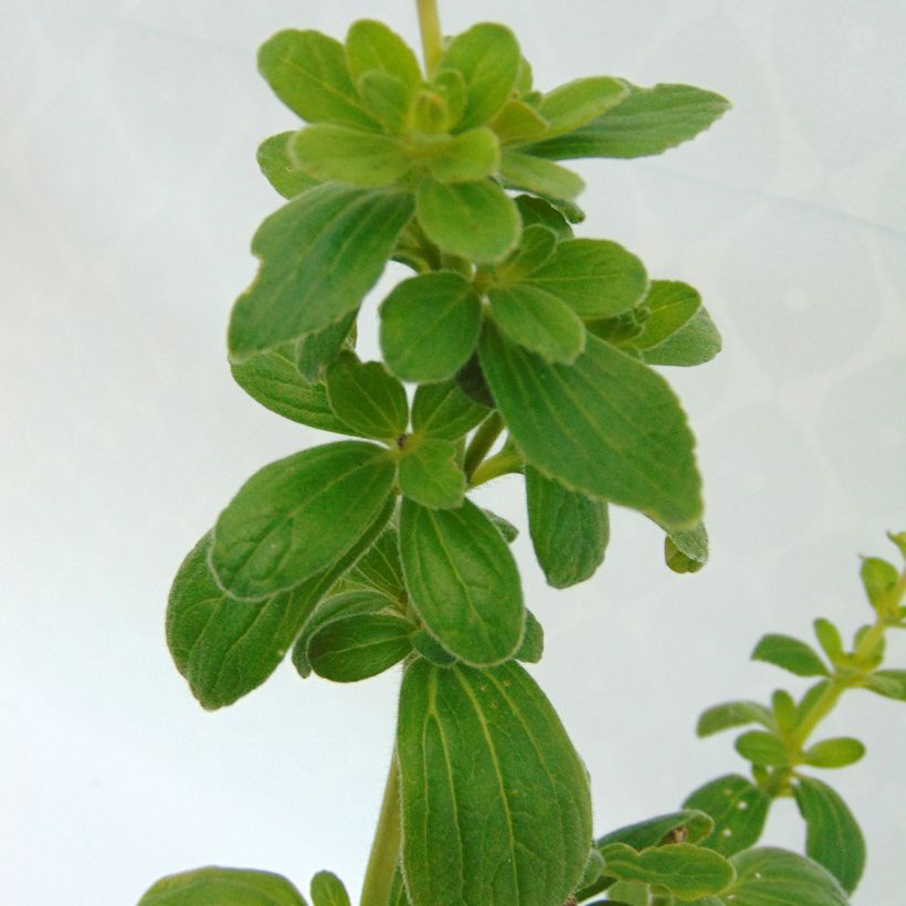 Coleus canina - éloigne chiens et chats - plante anti-chat (Feuillage)