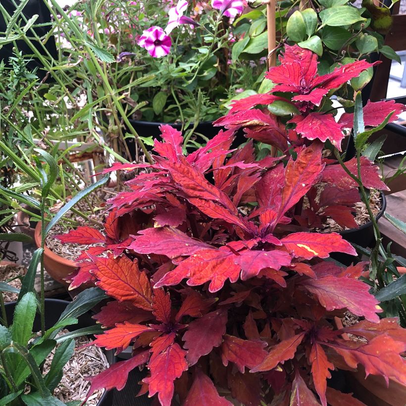 Coleus FlameThrower Habanero (Port)