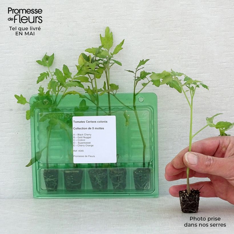 Spécimen de Collection de 5 tomates-cerise colorées en plants tel que livré au printemps
