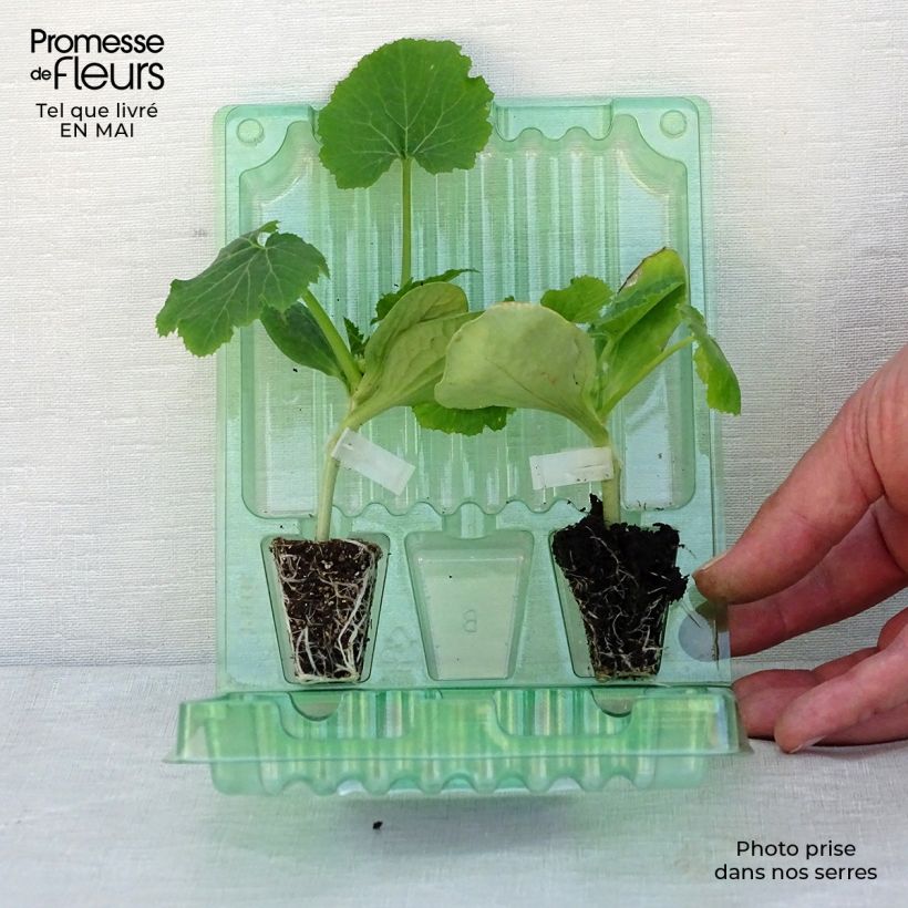 Spécimen de Collection duo de 2 courgettes en plants GREFFES tel que livré au printemps