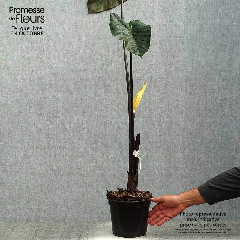 Spécimen de Colocasia Black Stem - Oreille d'Eléphant Pot de 3L/4L tel que livré en automne