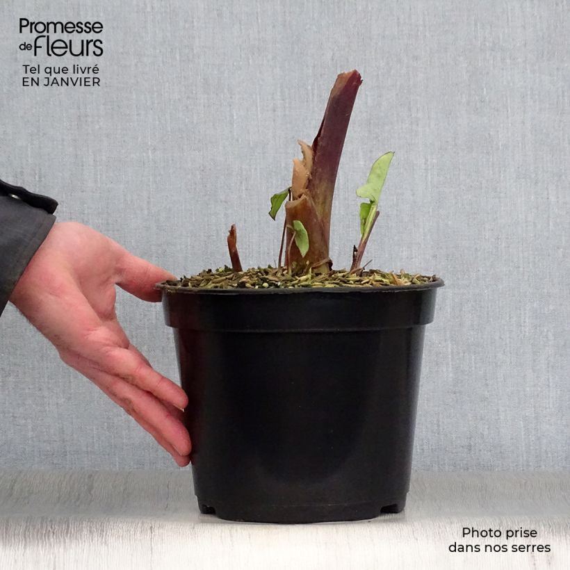 Spécimen de Colocasia Blue hawaii - Oreille d'éléphant Pot de 4L/5L tel que livré en hiver