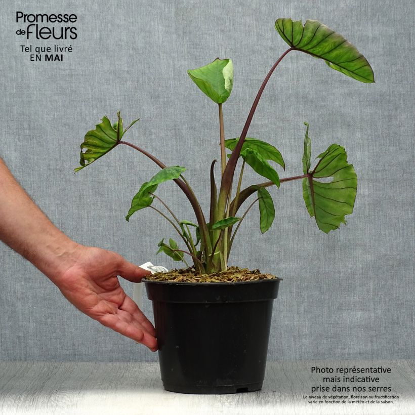 Spécimen de Colocasia Blue hawaii - Oreille d'éléphant Pot de 4L/5L tel que livré au printemps