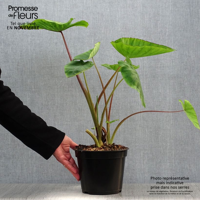 Spécimen de Colocasia Blue hawaii - Oreille d'éléphant Pot de 4L/5L tel que livré en automne