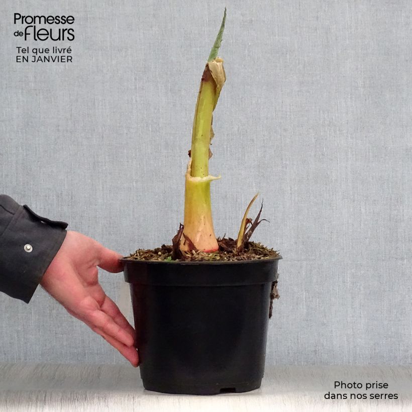Spécimen de Colocasia Jack's Giant - Oreille d'éléphant Pot de 3L/4L tel que livré en hiver