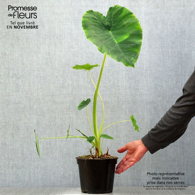 Spécimen de Colocasia Jack's Giant - Oreille d'éléphant Pot de 3L/4L tel que livré en automne