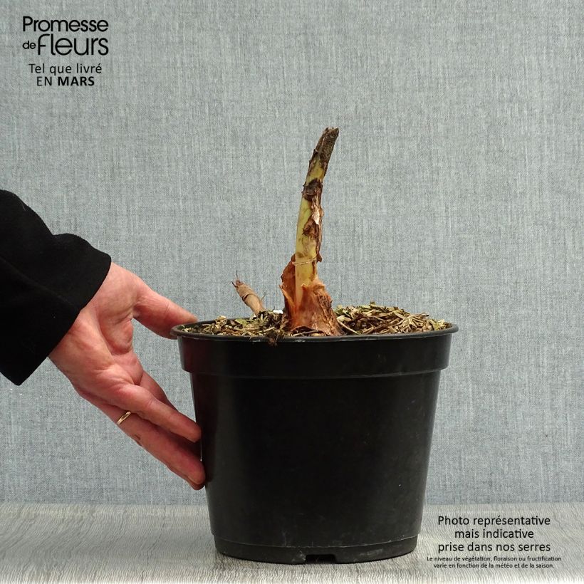 Spécimen de Colocasia Jack's Giant - Oreille d'éléphant Pot de 3L/4L tel que livré au printemps