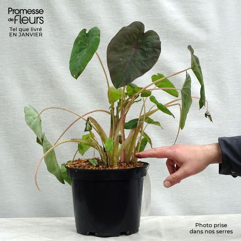 Spécimen de Colocasia Madeira - Oreille d'Eléphant Pot de 3L/4L tel que livré en hiver