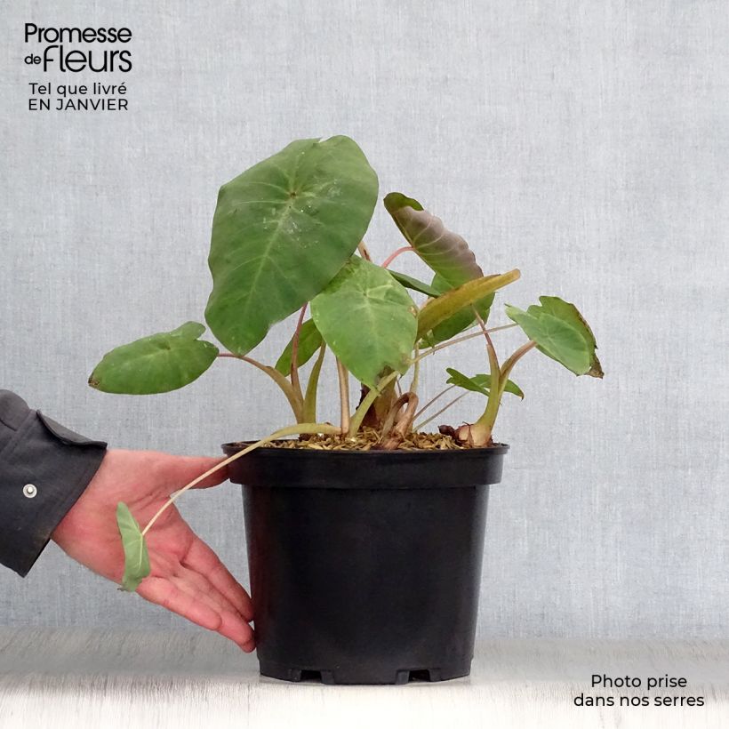 Spécimen de Colocasia Pink China - Oreille d'Eléphant Pot de 2L/3L tel que livré en hiver