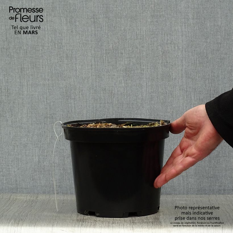 Spécimen de Colocasia Sangria - Oreille d'Eléphant  Pot de 3L/4L tel que livré au printemps