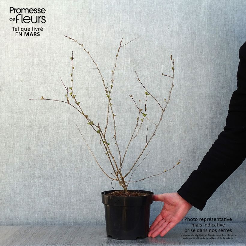 Spécimen de Colutea media Copper Beauty - Baguenaudier, Arbre à vessies Pot de 3L/4L tel que livré en hiver