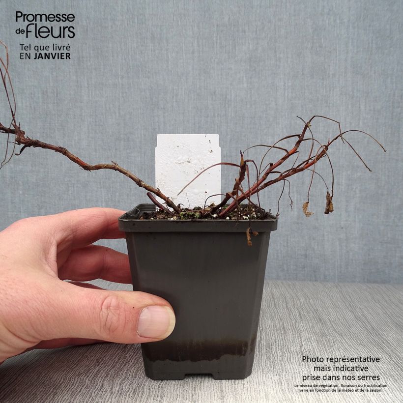 Spécimen de Comarum palustre - Comaret ou Potentille des marais Godet de 8/9 cm tel que livré en hiver