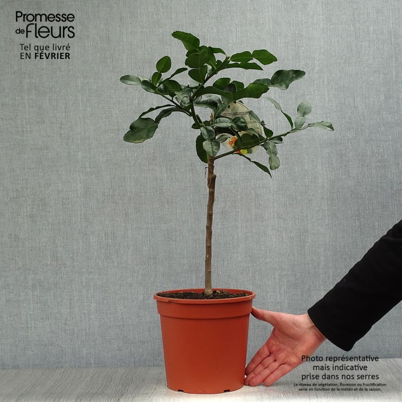 Spécimen de Combawa - Citrus hystrix Pot de 4L/5L tel que livré en hiver