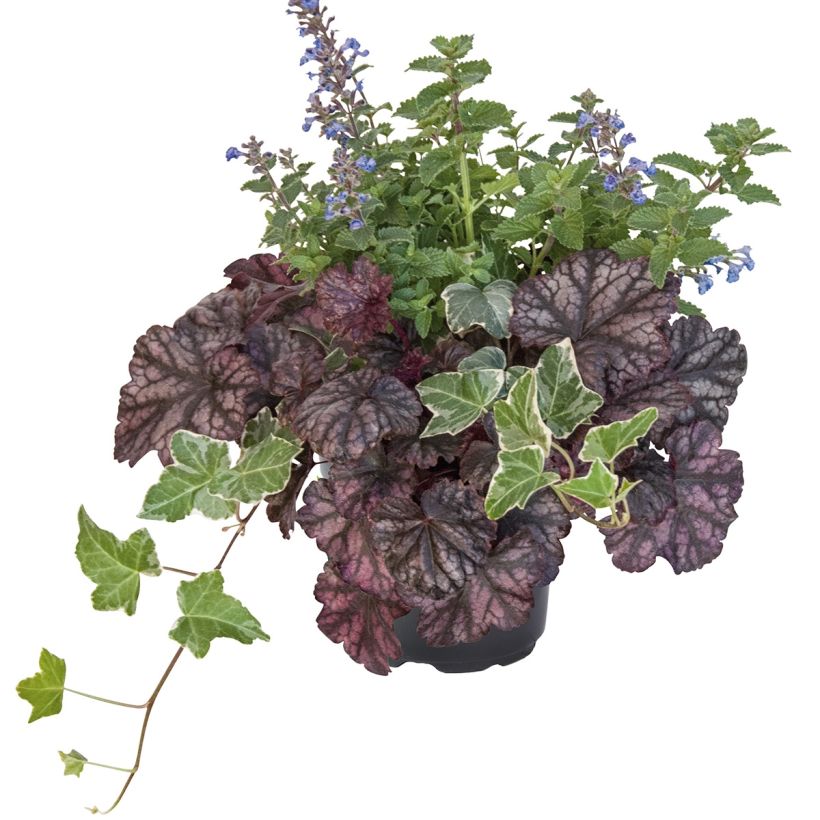 Composition Autumn Breeze - composition de 3 plantes (Port)