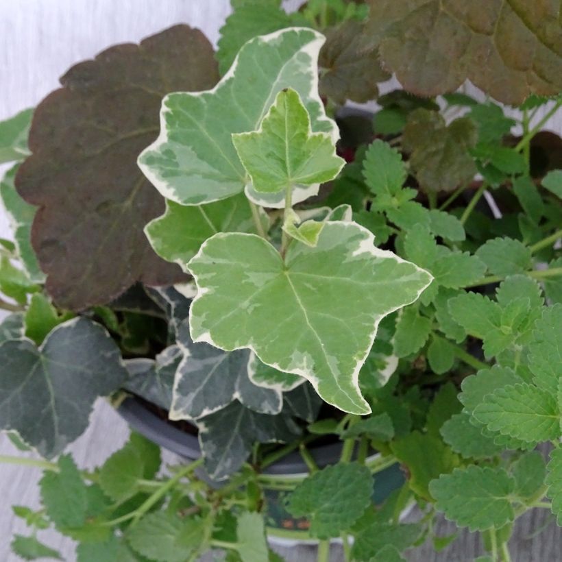 Composition Autumn Breeze - composition de 3 plantes (Feuillage)