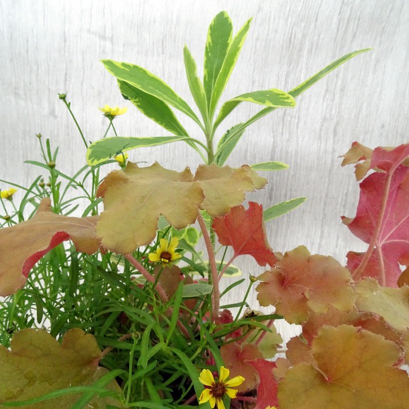 Composition Hidden Treasure - composition de 3 plantes (Feuillage)