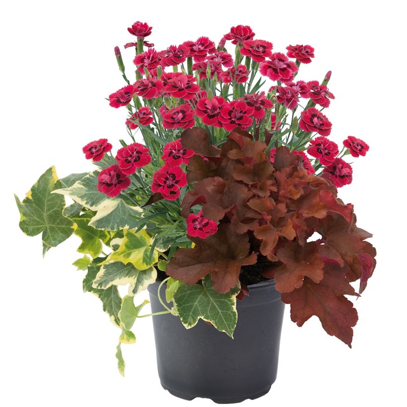 Composition Lucky Charm - composition de 3 plantes (Port)