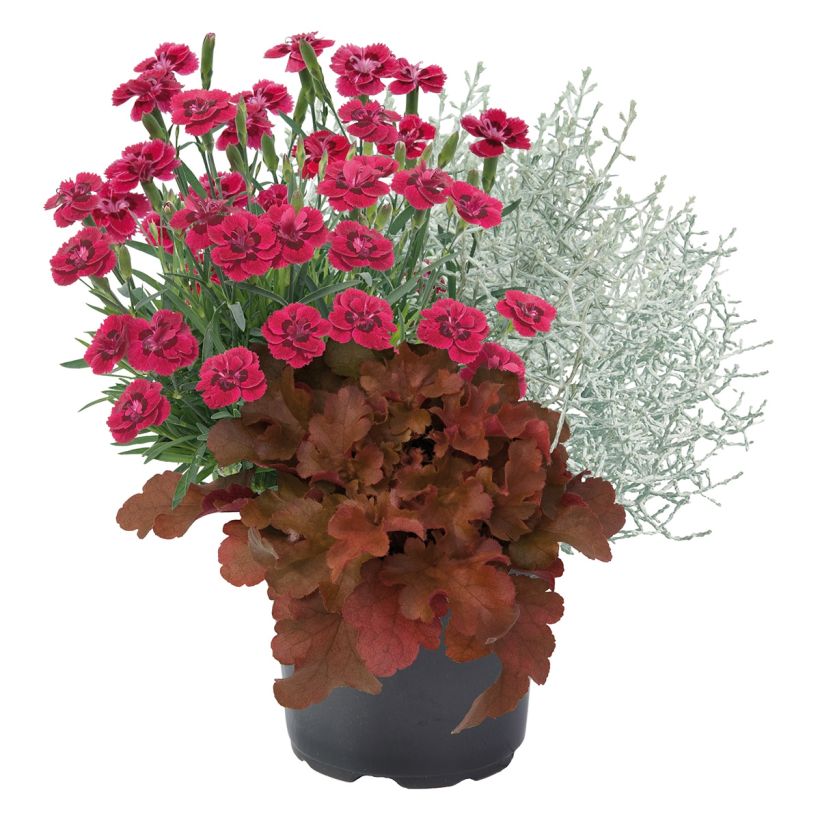 Composition Morning Walk - Composition de 3 plantes (Port)