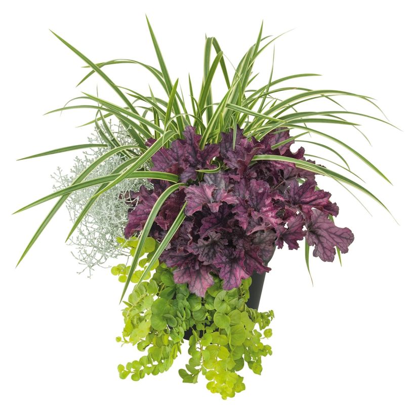 Composition Silent Sunday - composition de 4 plantes (Port)