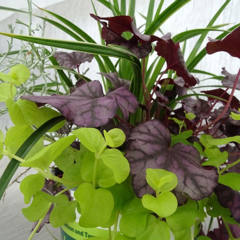 Composition Silent Sunday - composition de 4 plantes (Feuillage)