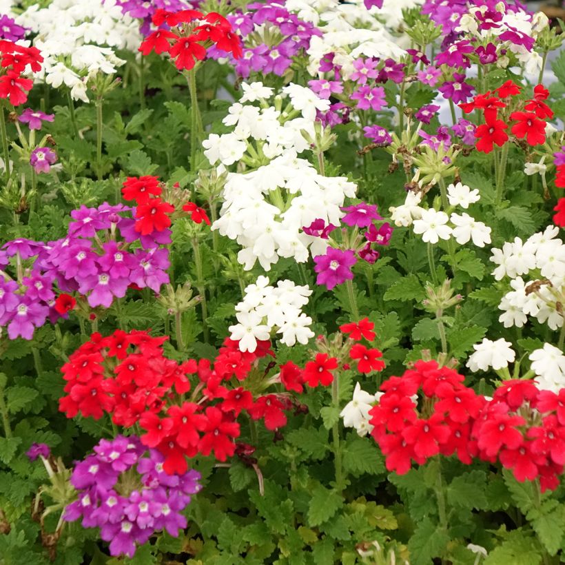 Composition Verveine Firehouse Dutch Fire (Floraison)