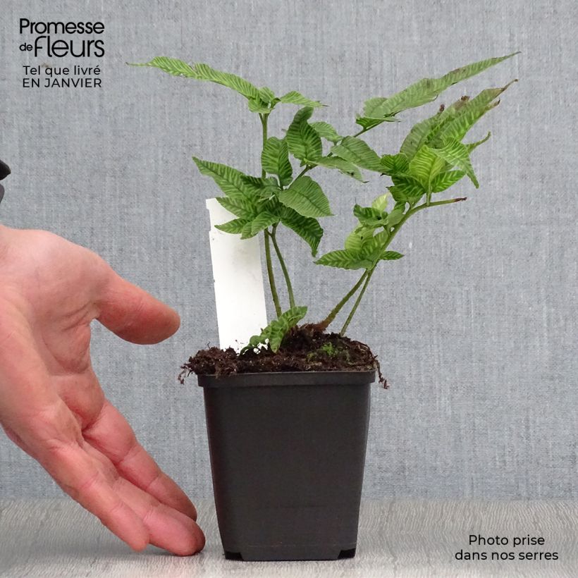 Spécimen de Coniogramme emeiensis - Fougère bambou Godet de 8/9 cm tel que livré en hiver