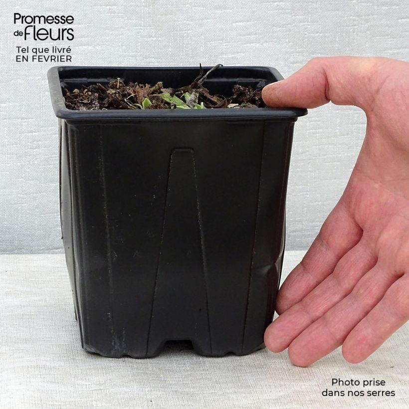Spécimen de Consoude - Symphytum azureum Pot de 2L/3L tel que livré en hiver