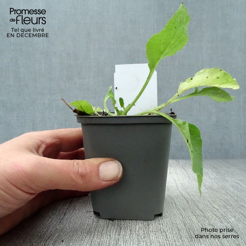 Spécimen de Consoude à grandes fleurs - Symphytum Hidcote Blue Godet de 8/9 cm tel que livré en hiver