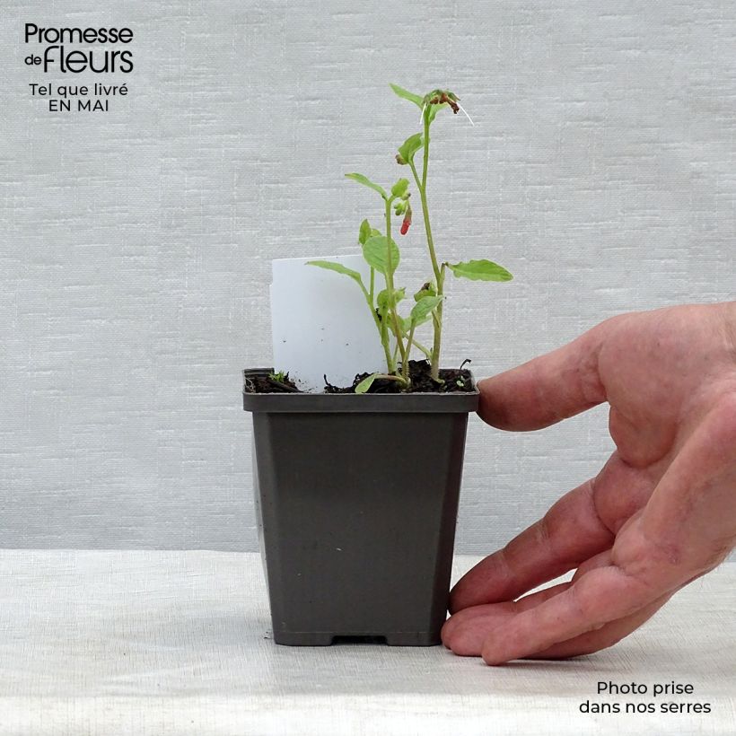Spécimen de Consoude à grandes fleurs - Symphytum Hidcote Blue Godet de 8/9 cm tel que livré au printemps
