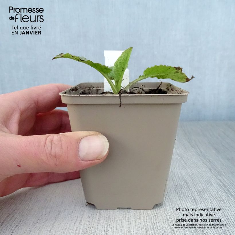 Spécimen de Consoude à grandes fleurs - Symphytum Sky Blue Pink Godet de 8/9 cm tel que livré en hiver