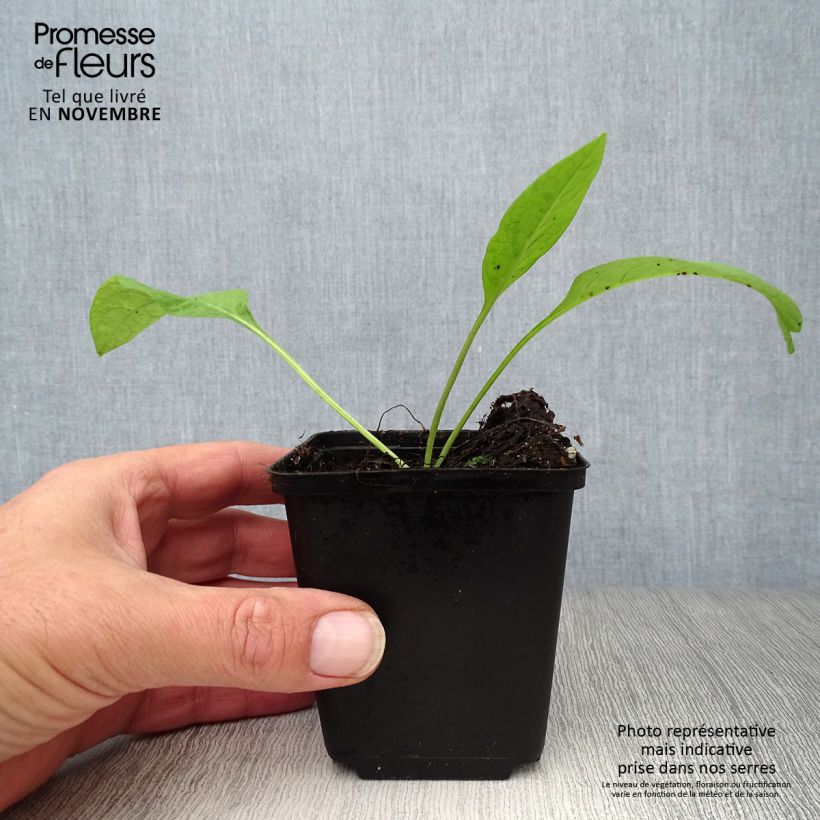 Spécimen de Consoude officinale - Symphytum officinale Godet de 8/9 cm tel que livré en automne