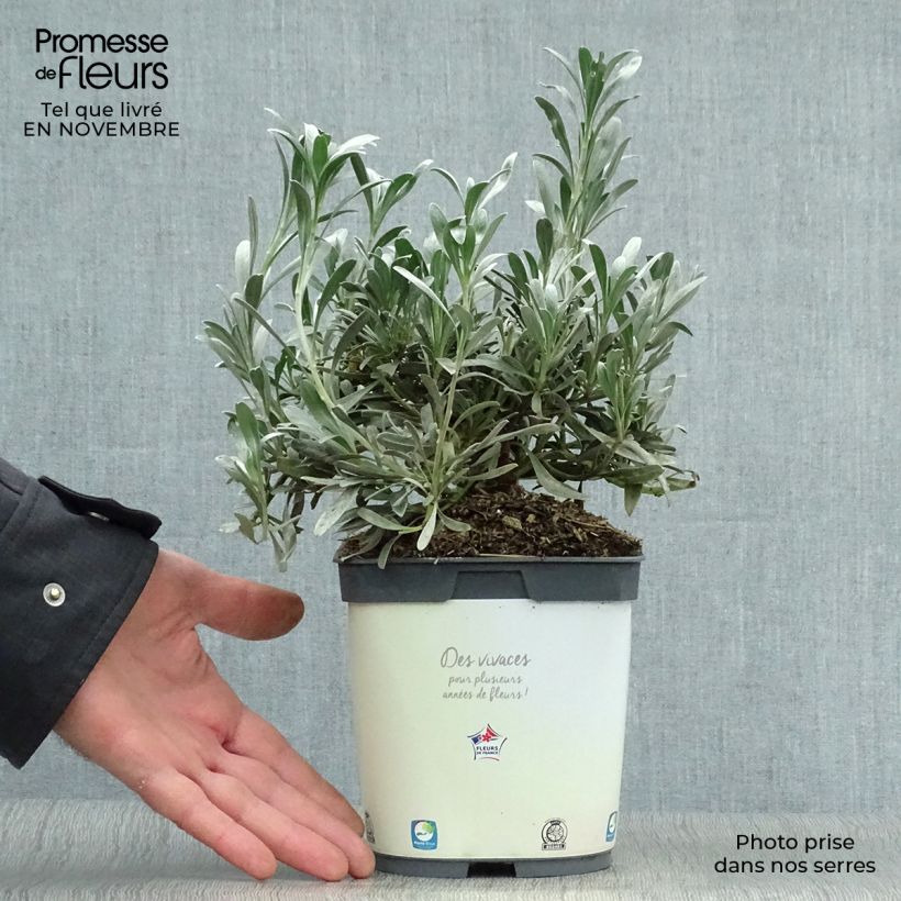Spécimen de Convolvulus cneorum - Liseron argenté Pot de 2L/3L tel que livré en automne