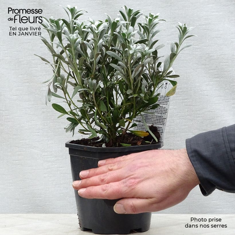 Spécimen de Convolvulus cneorum - Liseron argenté Pot de 2L/3L tel que livré en hiver