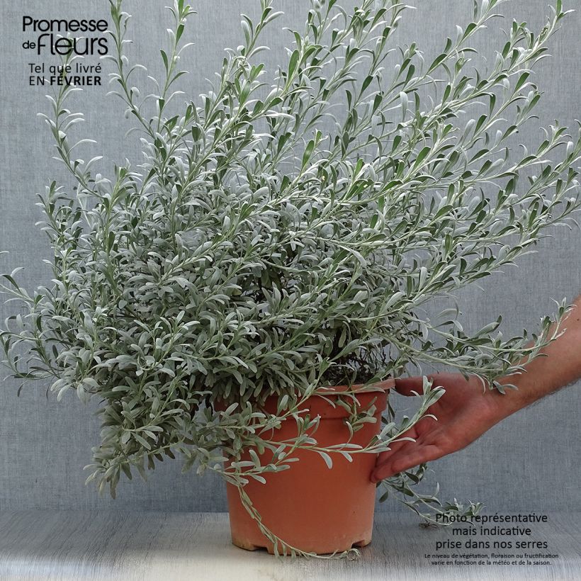 Spécimen de Convolvulus cneorum - Liseron argenté Pot de 7,5L/10L tel que livré en automne