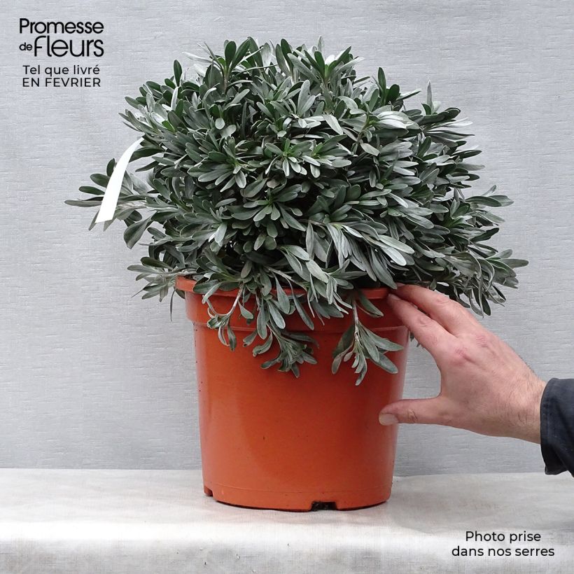 Spécimen de Convolvulus cneorum - Liseron argenté Pot de 7,5L/10L tel que livré en hiver