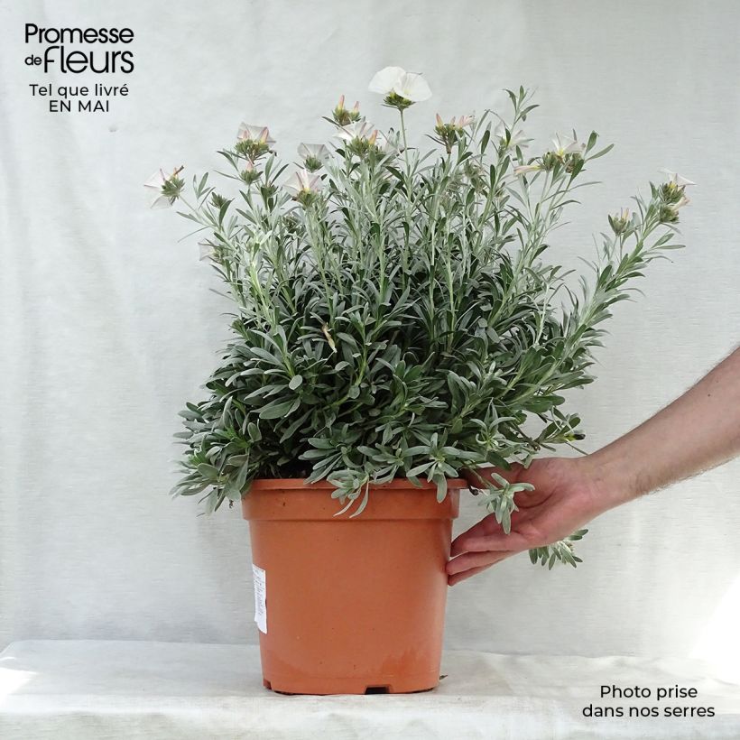Spécimen de Convolvulus cneorum - Liseron argenté Pot de 7,5L/10L tel que livré au printemps