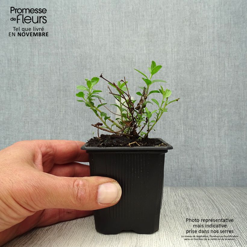 Spécimen de Convolvulus sabatius - Liseron de Mauritanie Godet de 8/9 cm tel que livré en automne